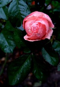 Close-up of wet rose blooming outdoors