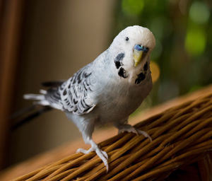 Close-up of parrot perching in basket