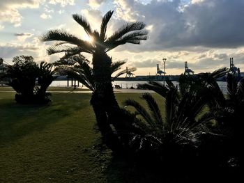 Palm trees on field against sky at sunset