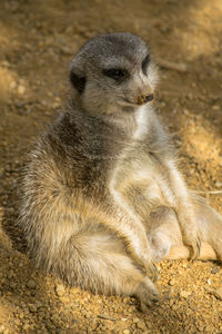 Close-up of cute fat meerkat sitting on the ground 