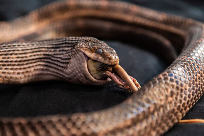 Close-up of snake eating rat