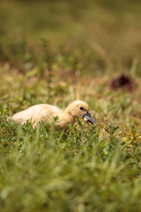 View of a bird on field