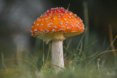 Close-up of fly agaric mushroom