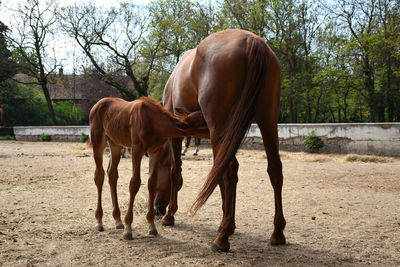 Horse standing in ranch