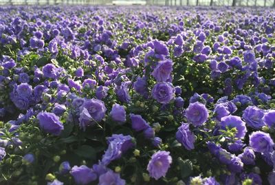 Close-up of purple crocus flowers on field