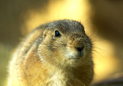 Close-up of meerkat