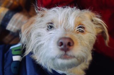 Close-up portrait of dog