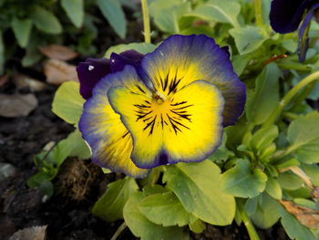 Close-up of yellow flower blooming outdoors