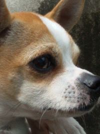 Close-up of dog