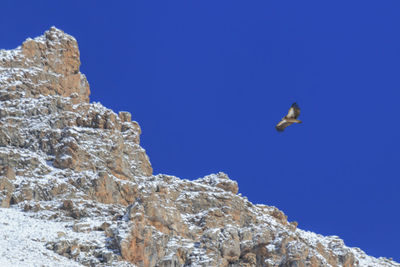 Low angle view of bird flying against clear blue sky