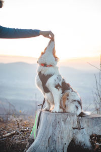 Master feeds her four-legged australian shepherd puppy sitting on a tree stump