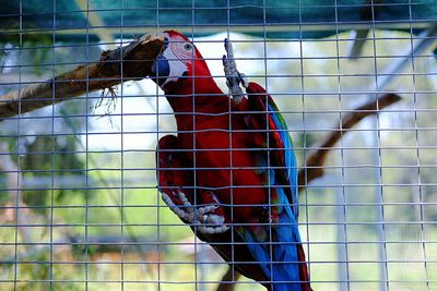 Close-up of a bird in cage