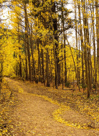 Trees in forest