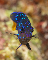 Close-up of fish swimming in aquarium