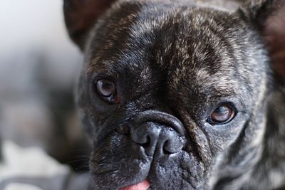 Close-up portrait of a dog