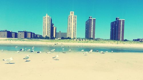 Seagulls flying over sea