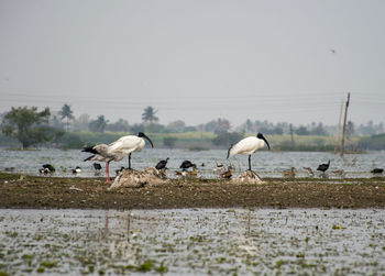 Flock of seagulls on beach