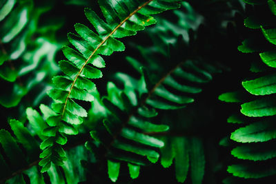 Full frame shot of fern in forest