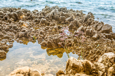 Beautiful rocky beach with lonely flower in istria, croatia