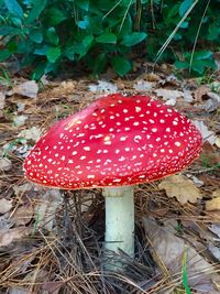 Close-up of mushroom growing in forest