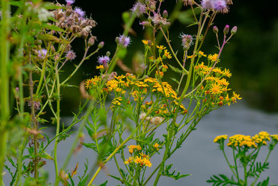 Close-up of yellow flowering plant