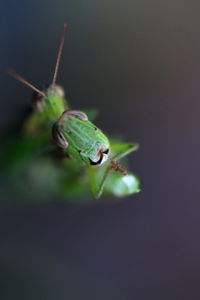 Close-up of insect on leaf