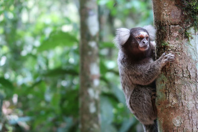 Monkey sitting on tree trunk