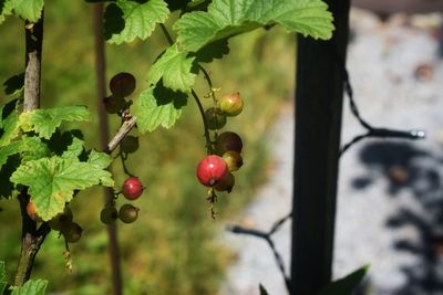 Close-up of red berries growing on tree