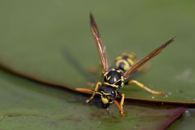 Close-up of hornet on leaf