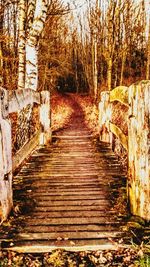 Steps amidst trees