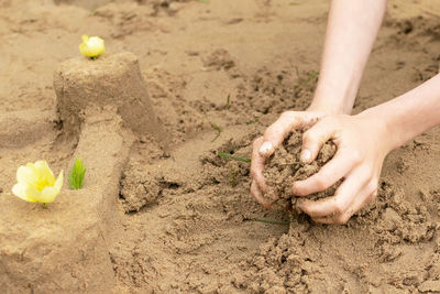 Close-up of hand holding flowers on sand