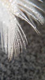 Close-up of spider on web