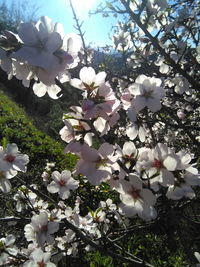 Close-up of white flowers blooming on tree against sky