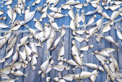Full frame shot of dead fish in net