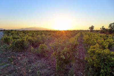 Scenic view of field against clear sky during sunset