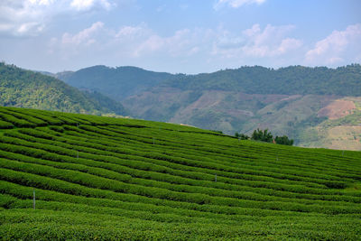 Scenic view of agricultural field against sky