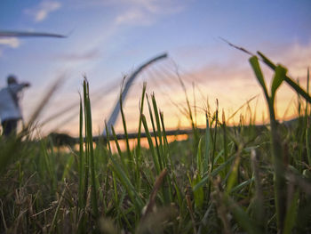 Close-up of reed grass growing in field against sky during sunset