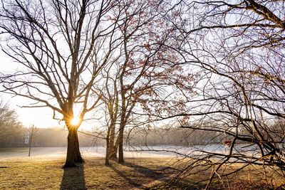 Bare trees on field against sky