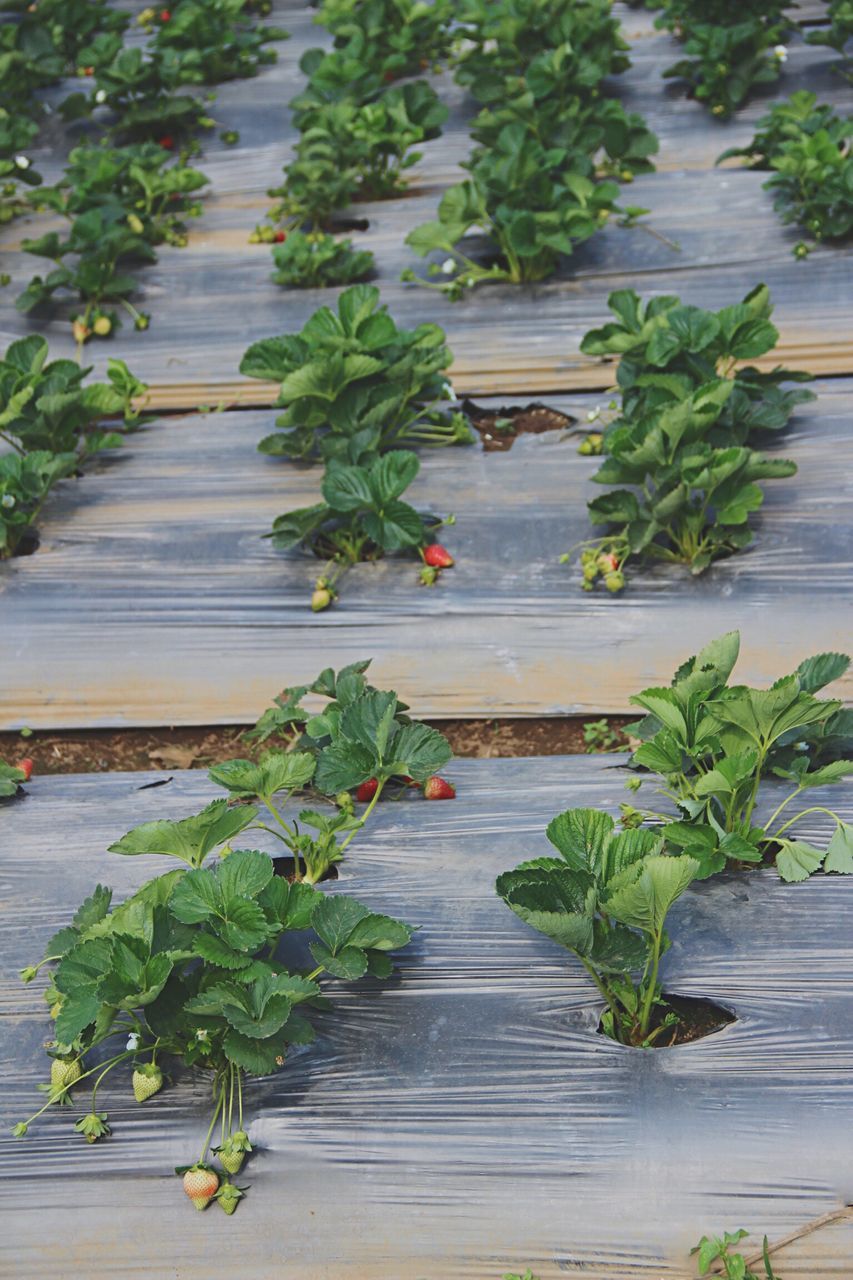 plant, leaf, growth, green color, close-up, steps, freshness, nature, day, botany, growing, pot plant, fragility, outdoors, plant life, garden, focus on foreground, green, boardwalk