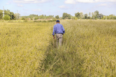 Rear view of man working in rice farm
