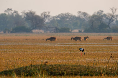 View of sheep on field