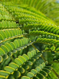 Close-up of green leaves