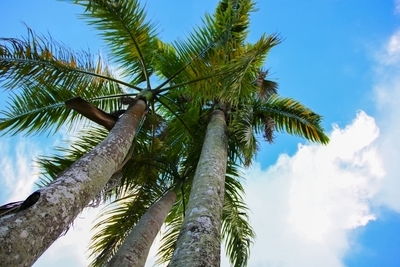 Low angle view of coconut palm tree against sky