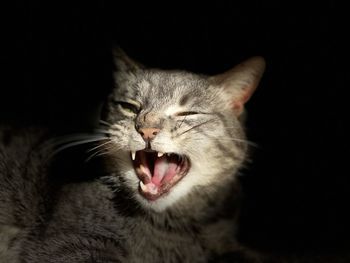 Close-up of a cat over black background