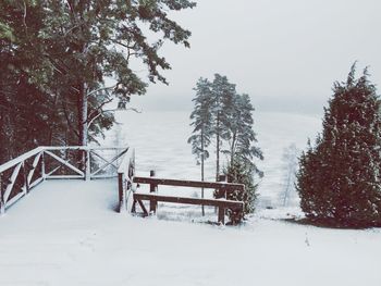 Trees on snow covered landscape