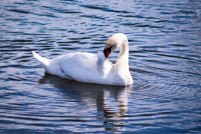 Swan swimming in lake