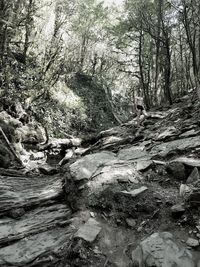 Dead tree in forest