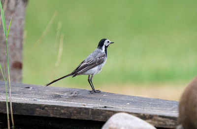 Close-up of bird perching on wood