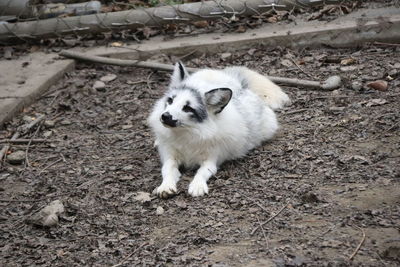 High angle view of white dog on field