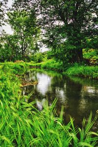 Scenic view of lake in forest